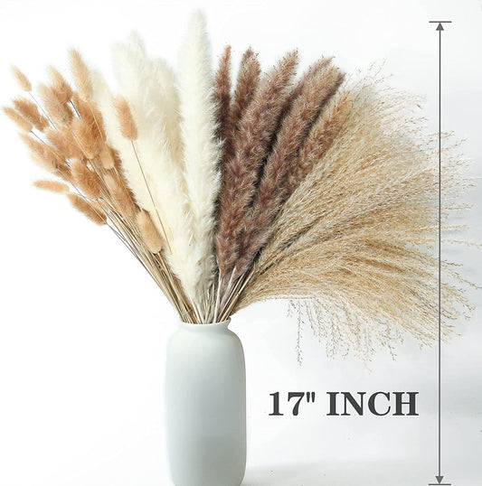 100 Stück Pampas Grass